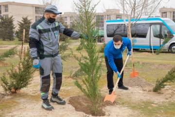 Bakı Şəhər İcra Hakimiyyəti və “Regional İnkişaf” İctimai Birliyinin birgə təşkilatçılığı ilə ağacəkmə aksiyası keçirilib