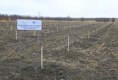 “Sosial bağlar” layihəsi çərçivəsində daha 250 ailə üçün intensiv meyvə bağları salınıb