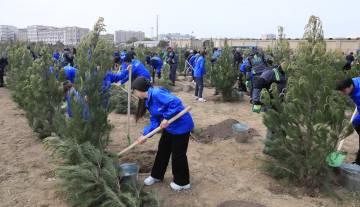 Paytaxtda növbəti ağacəkmə aksiyası keçirilib